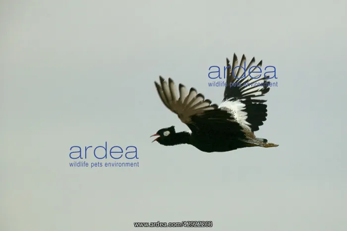 : Northern Black Korhaan - flight : Northern Black Korhaan - flight