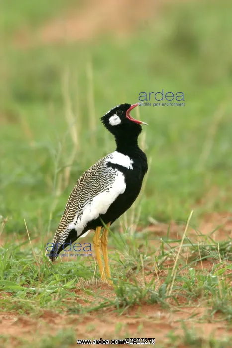 : Northern Black Korhaan - flight : Northern Black Korhaan - flight
