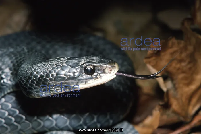 : Northern Black Racer : Northern Black Racer