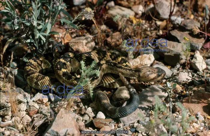 : Northern Black-tail Rattlesnake : Northern Black-tail Rattlesnake