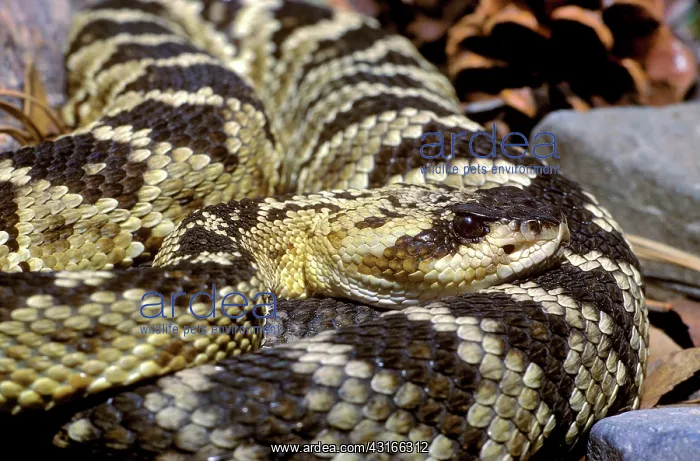 : Northern Black-tailed Rattlesnake : Northern Black-tailed Rattlesnake