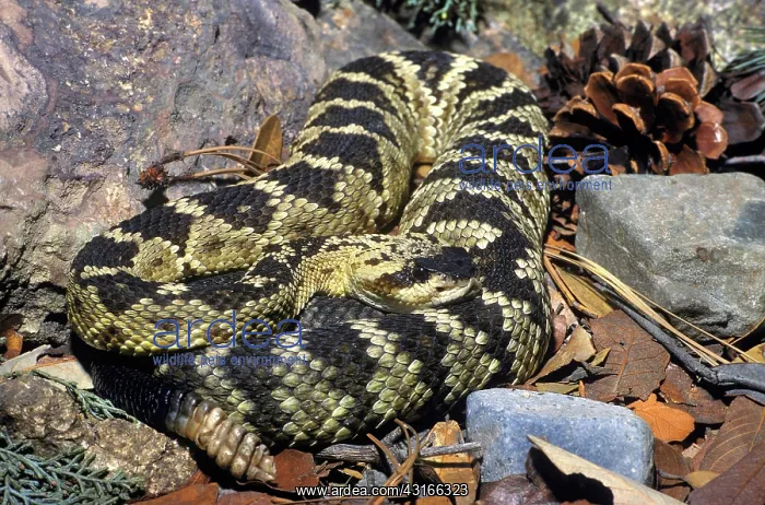 : Northern Black-tailed Rattlesnake : Northern Black-tailed Rattlesnake