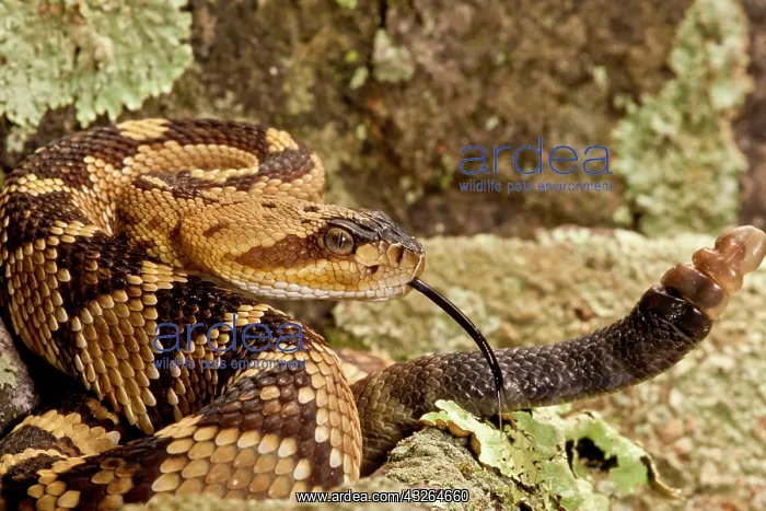 : Northern Black-tailed Rattlesnake, Crotalus : Northern Black-tailed Rattlesnake, Crotalus