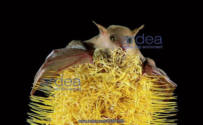 : Northern blossom-Bat - feeding on banksia : Northern blossom-Bat - feeding on banksia