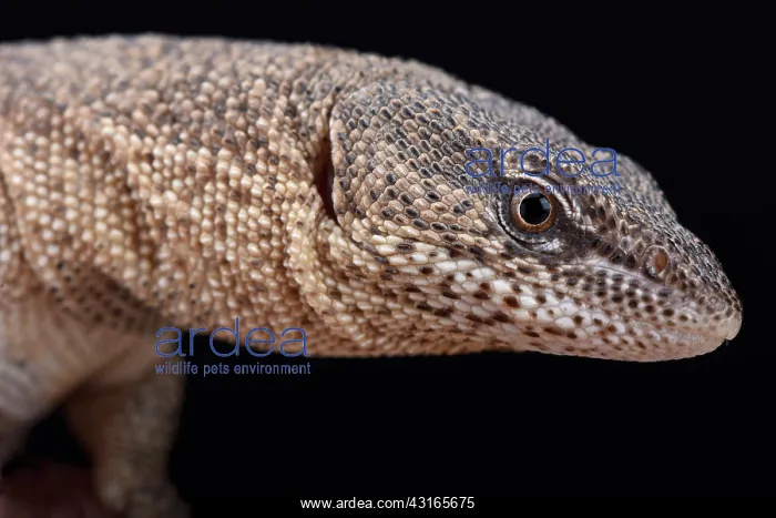 : Northern Blunt-spined Monitor (Varanus primordius) : Northern Blunt-spined Monitor (Varanus primordius)