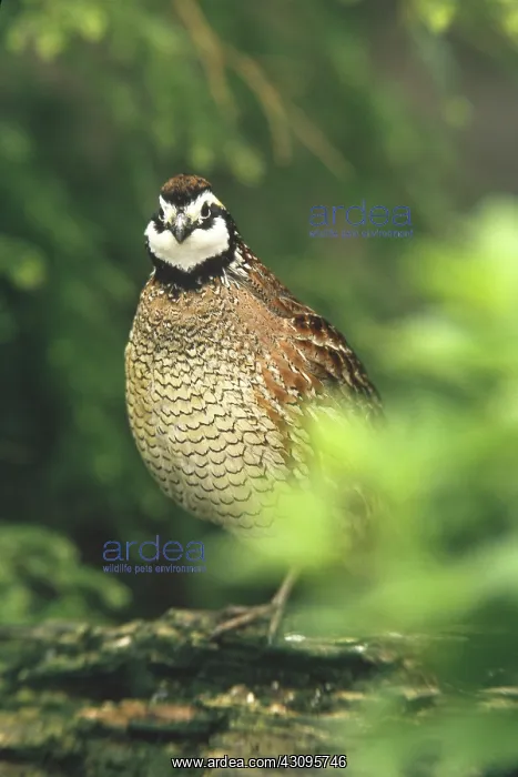 : Northern Bobwhite : Northern Bobwhite