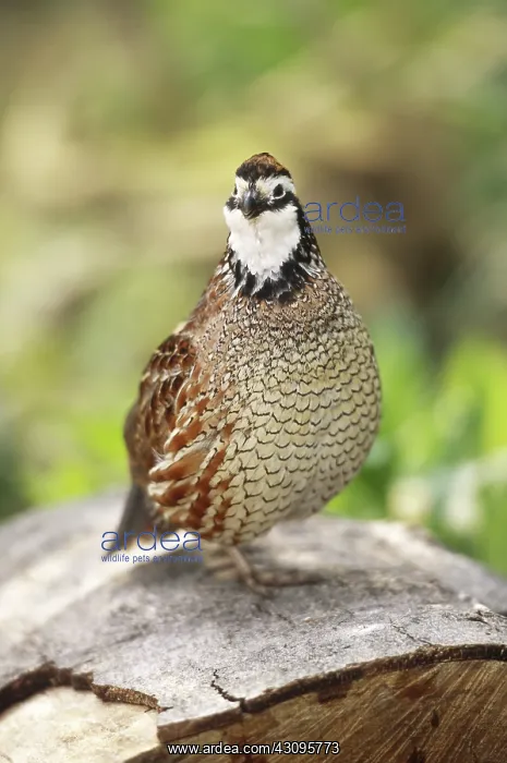 : Northern Bobwhite : Northern Bobwhite