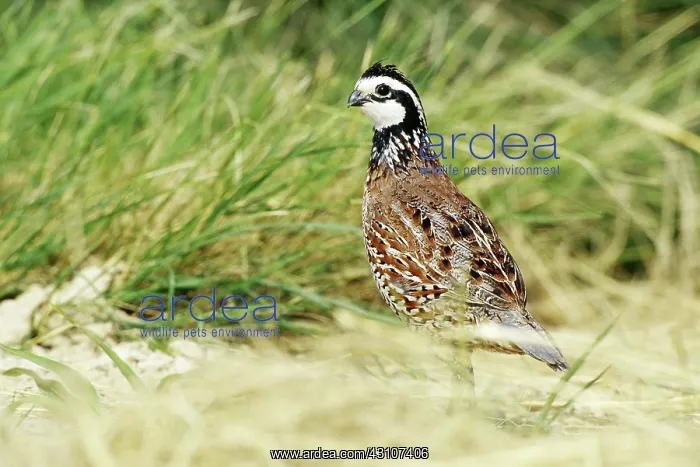 : Northern Bobwhite : Northern Bobwhite