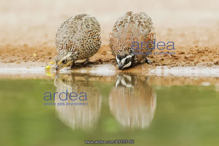 : Northern Bobwhite (Colinus virginianus), adult pair : Northern Bobwhite (Colinus virginianus), adult pair
