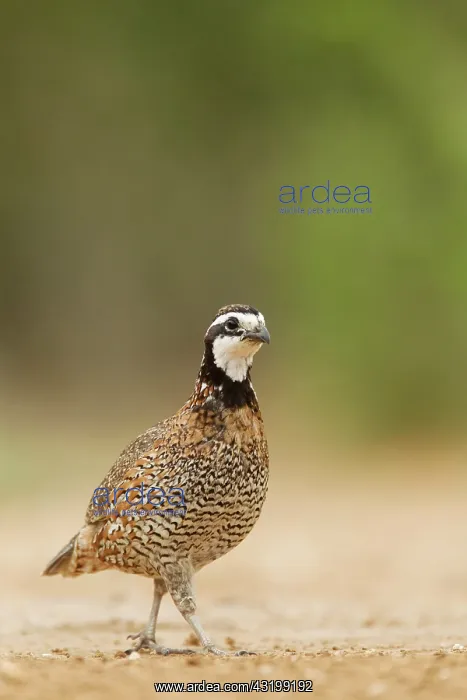 : Northern Bobwhite (Colinus virginianus), adult male : Northern Bobwhite (Colinus virginianus), adult male
