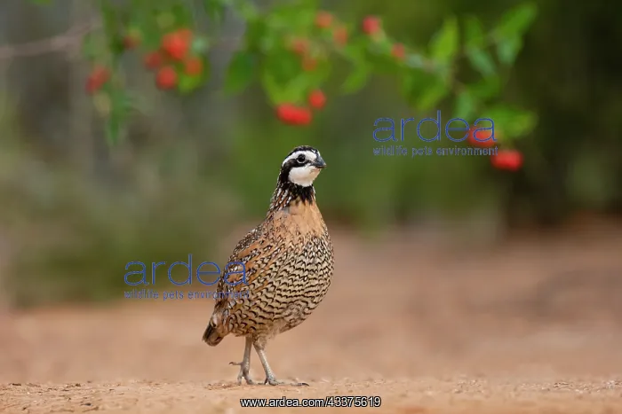 : Northern Bobwhite (Colinus virginianus) feeding : Northern Bobwhite (Colinus virginianus) feeding