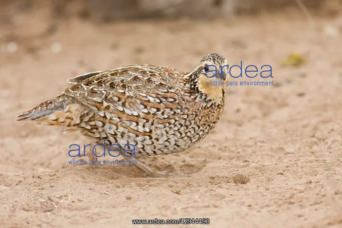: Northern Bobwhite - female, small Chicken -like : Northern Bobwhite - female, small Chicken -like