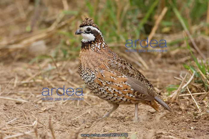 : Northern Bobwhite - male, Small Chicken -like bird : Northern Bobwhite - male, Small Chicken -like bird