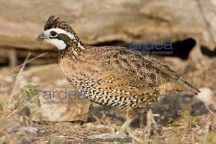 : Northern Bobwhite - male, small Chicken -like bird : Northern Bobwhite - male, small Chicken -like bird