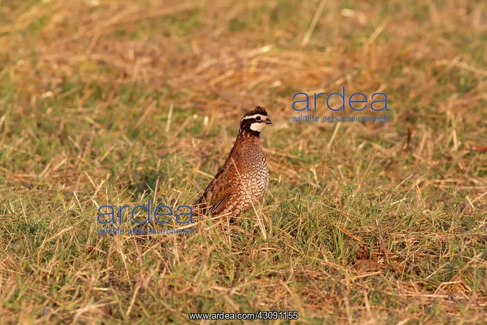 : Northern Bobwhite Quail : Northern Bobwhite Quail
