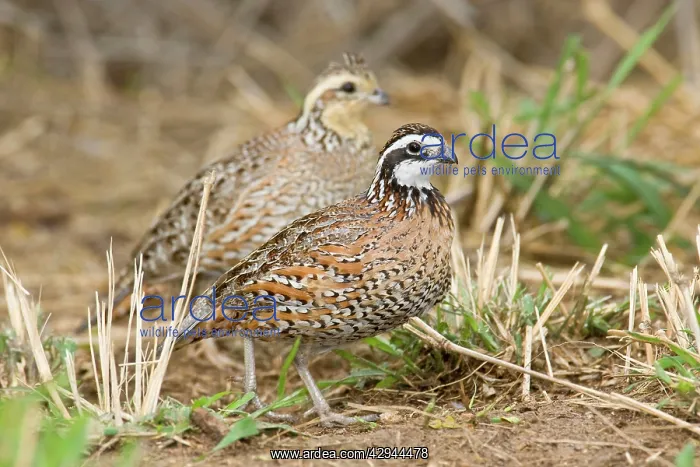 : Northern Bobwhite - small Chicken -like bird of : Northern Bobwhite - small Chicken -like bird of