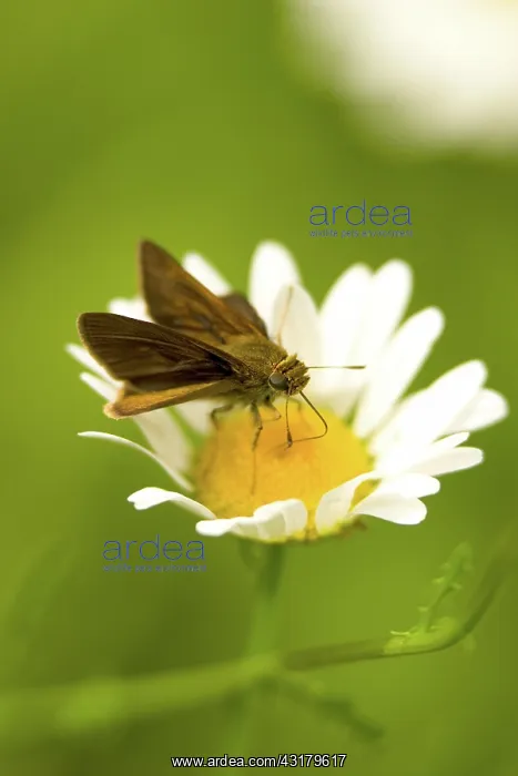 : Northern Broken-dash Skipper : Northern Broken-dash Skipper