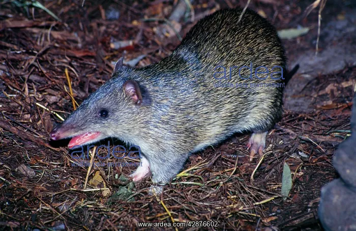 : Northern Brown Bandicoot : Northern Brown Bandicoot