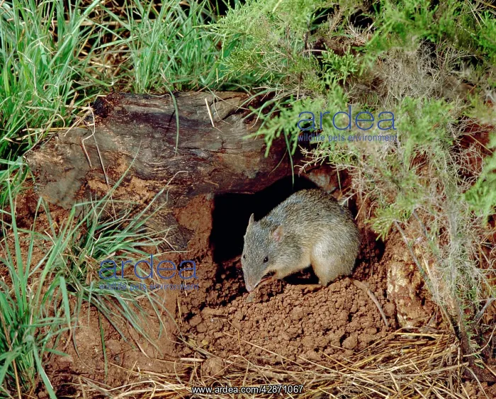 : Northern Brown Bandicoot - By hole in ground : Northern Brown Bandicoot - By hole in ground