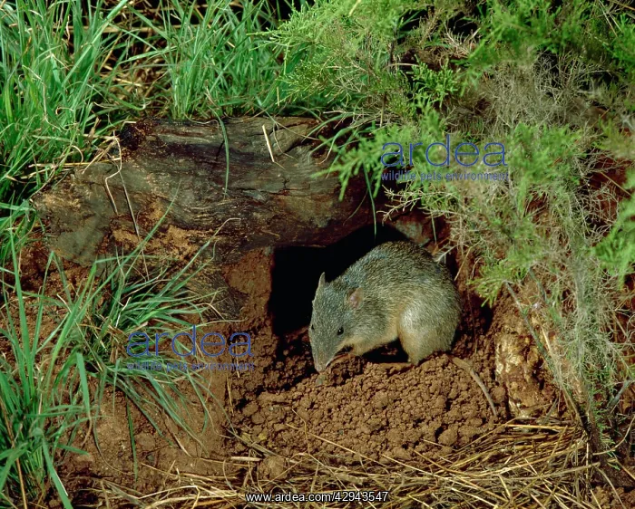 : Northern brown bandicoot (Isoodon macrourus) Occurs : Northern brown bandicoot (Isoodon macrourus) Occurs