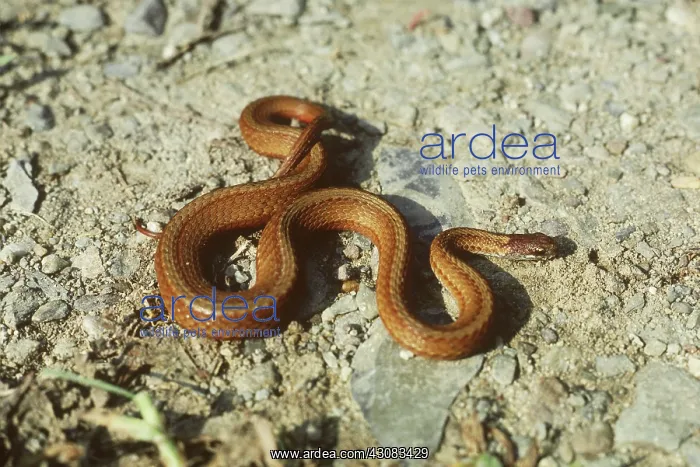 : Northern Brown or Dekay's Snake : Northern Brown or Dekay's Snake