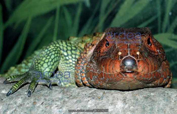 : Northern Caiman Lizard : Northern Caiman Lizard
