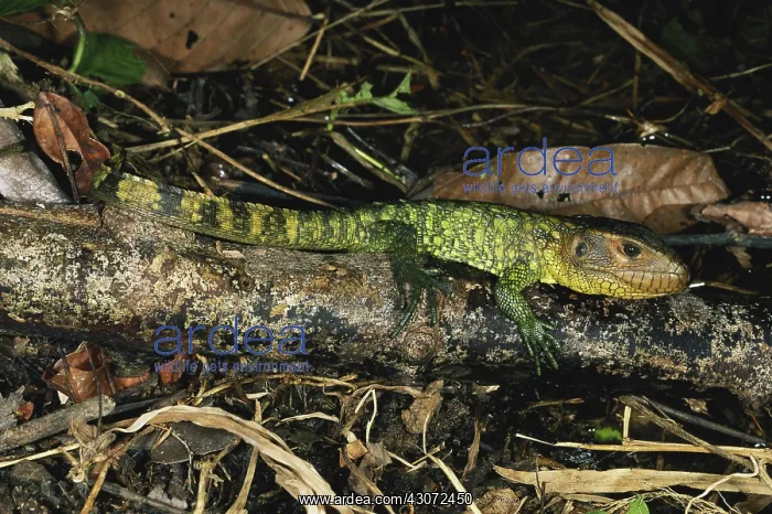 : Northern Caiman Lizard : Northern Caiman Lizard