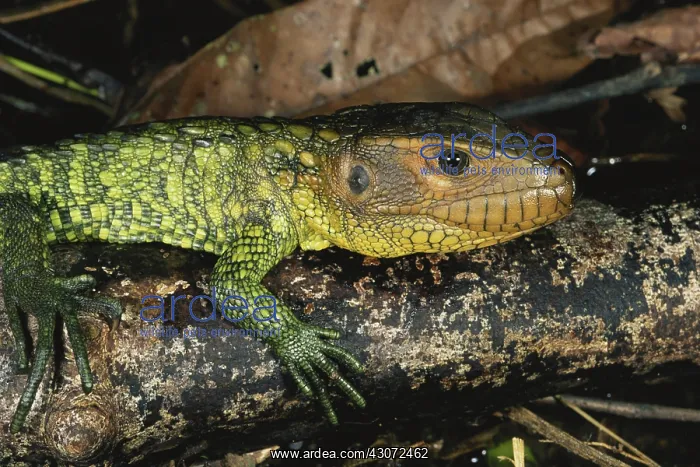 : Northern Caiman Lizard : Northern Caiman Lizard