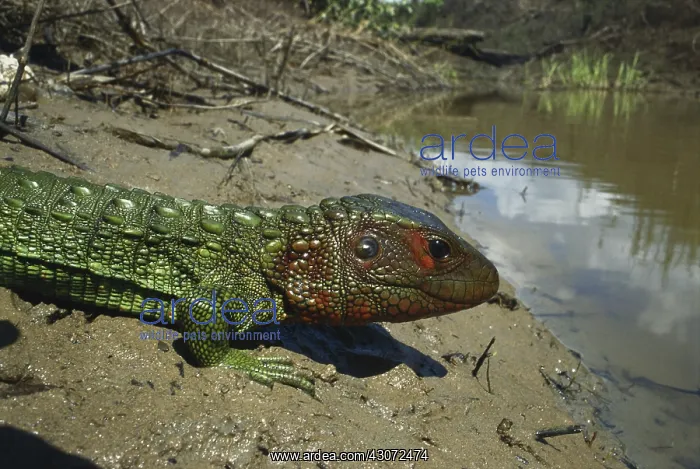 : Northern Caiman Lizard : Northern Caiman Lizard