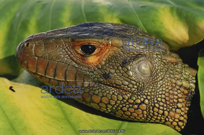 : Northern Caiman Lizard : Northern Caiman Lizard