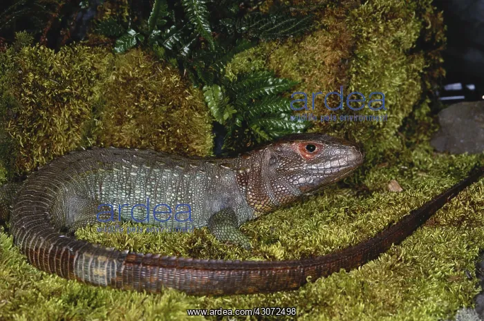 : Northern Caiman Lizard : Northern Caiman Lizard