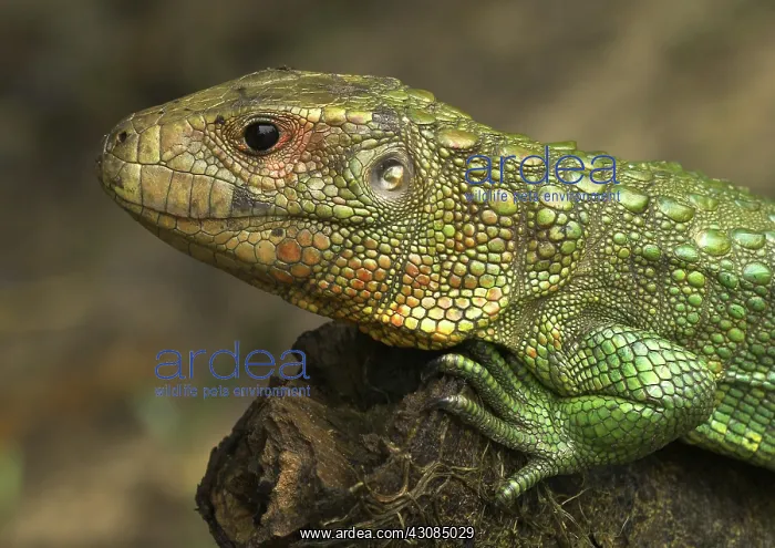 : Northern Caiman Lizard : Northern Caiman Lizard