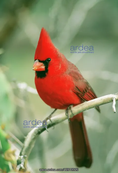 : Northern Cardinal : Northern Cardinal
