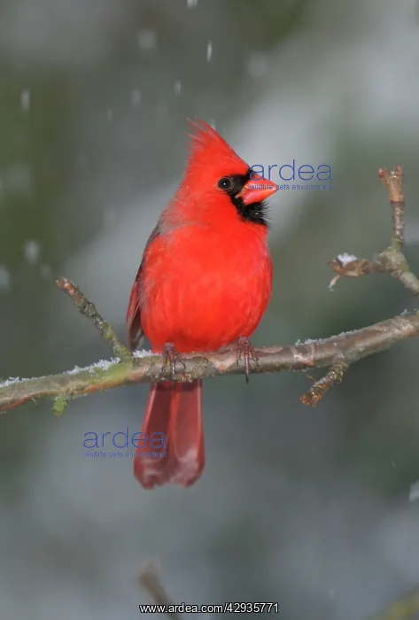 : Northern Cardinal : Northern Cardinal