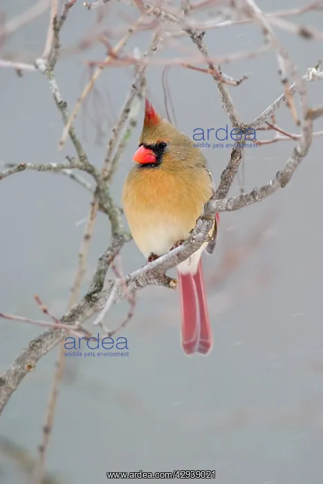 : Northern Cardinal : Northern Cardinal