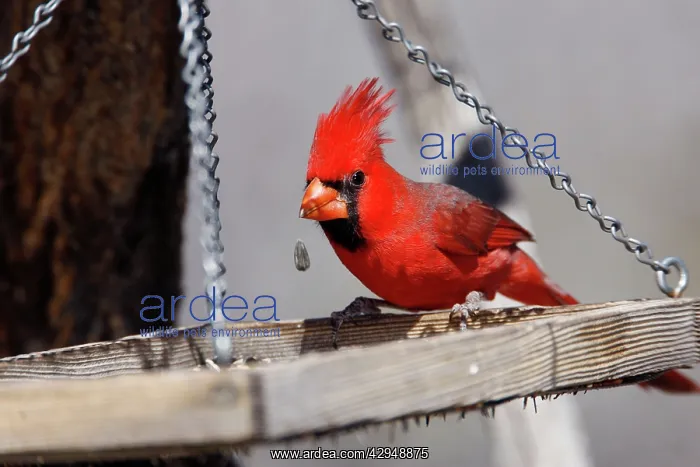 : Northern Cardinal : Northern Cardinal