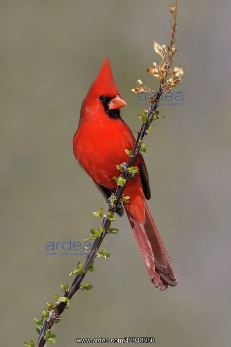 : Northern Cardinal : Northern Cardinal