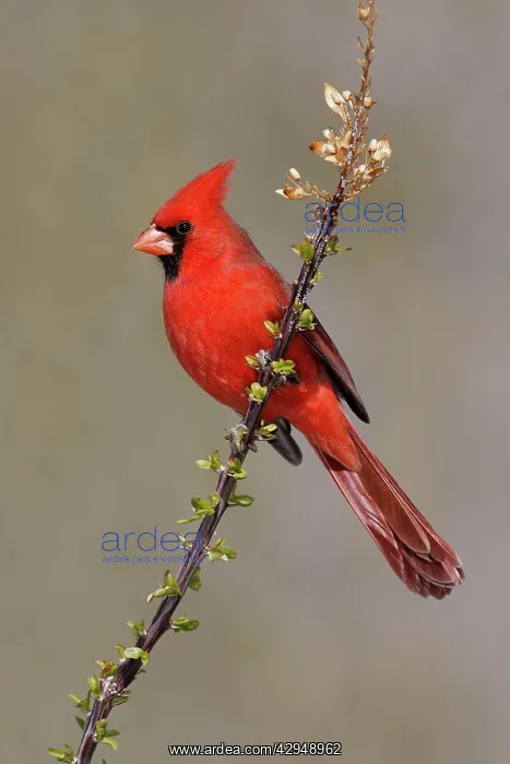 : Northern Cardinal : Northern Cardinal