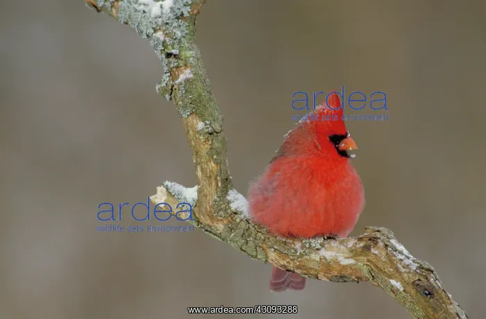 : Northern cardinal : Northern cardinal
