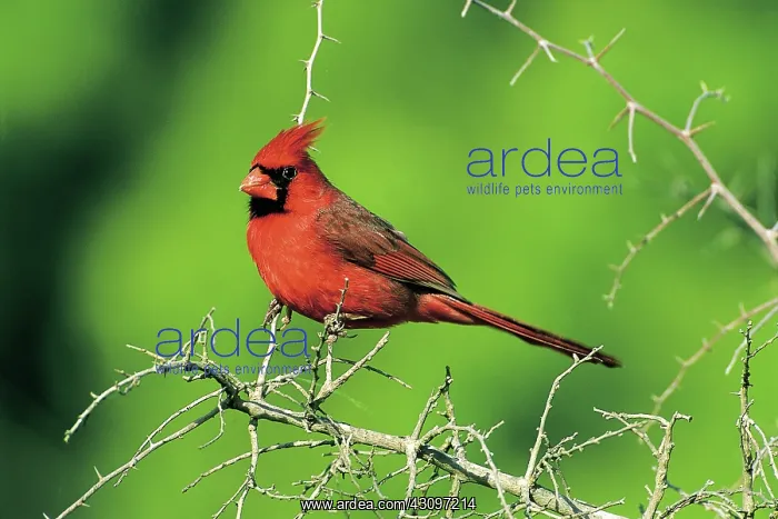 : Northern Cardinal : Northern Cardinal
