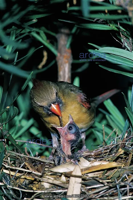 : Northern cardinal : Northern cardinal