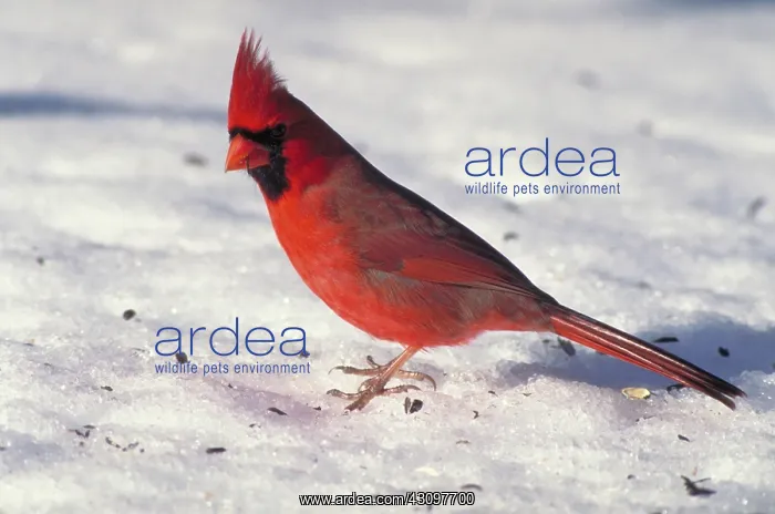 : Northern Cardinal : Northern Cardinal