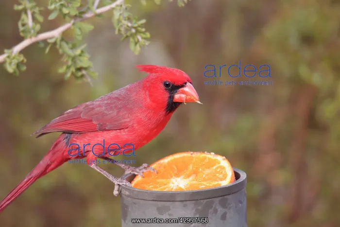 : Northern Cardinal - adult male eating orange : Northern Cardinal - adult male eating orange
