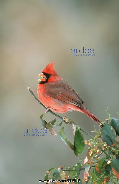 : Northern Cardinal Calling : Northern Cardinal Calling