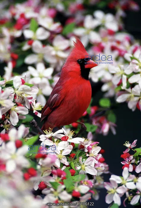 : Northern Cardinal (Cardinalis cardinalis) : Northern Cardinal (Cardinalis cardinalis)