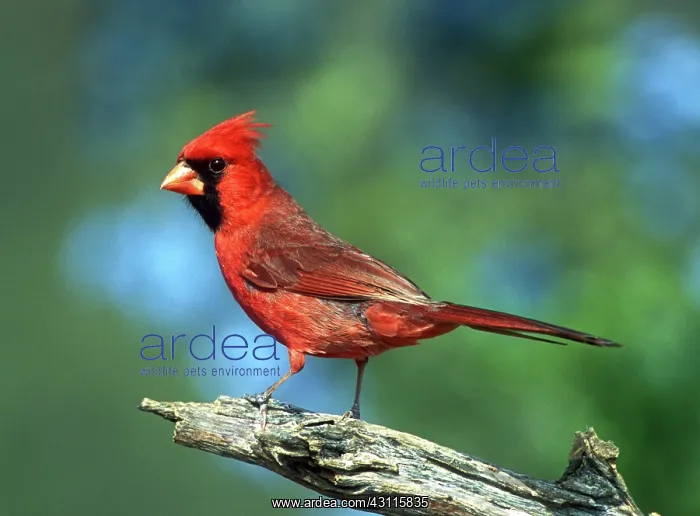 : Northern Cardinal (Cardinalis cardinalis) : Northern Cardinal (Cardinalis cardinalis)