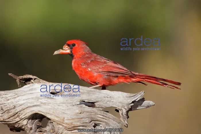 : Northern Cardinal (Cardinalis cardinalis) : Northern Cardinal (Cardinalis cardinalis)