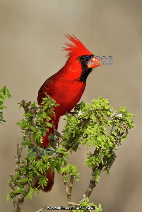 : Northern Cardinal (Cardinalis cardinalis) : Northern Cardinal (Cardinalis cardinalis)