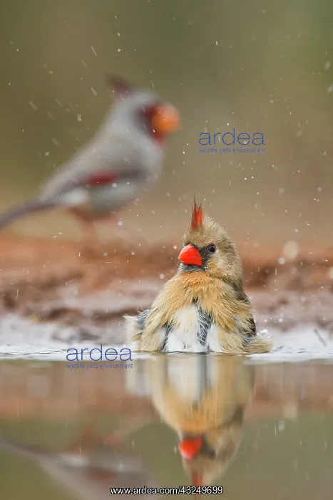 : Northern Cardinal (Cardinalis cardinalis) : Northern Cardinal (Cardinalis cardinalis)