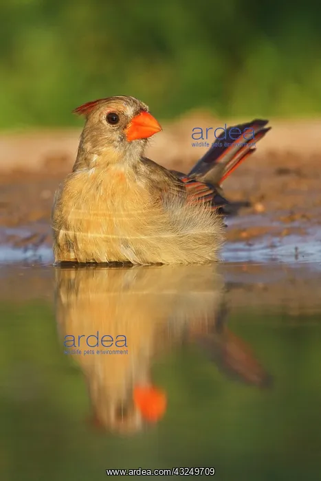 : Northern Cardinal (Cardinalis cardinalis) : Northern Cardinal (Cardinalis cardinalis)
